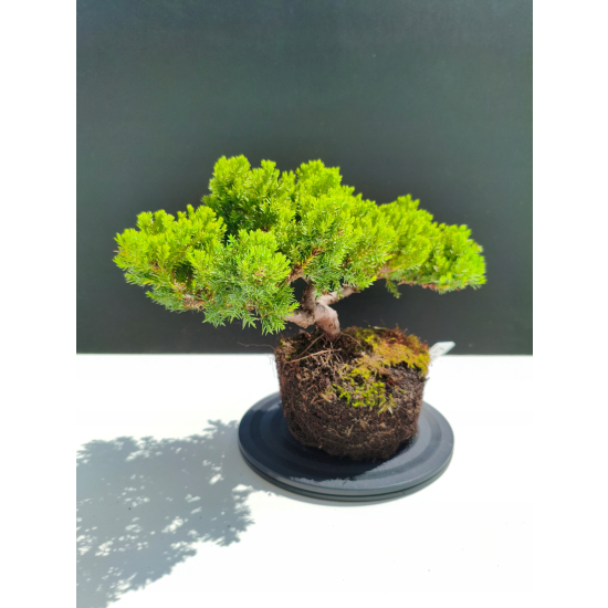 Żywe Drzewko Bonsai Jałowiec Rozesłany Procumbens 11-letni +GRATIS 482