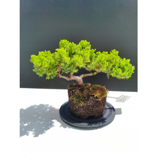 Żywe Drzewko Bonsai Jałowiec Rozesłany Procumbens 11-letni +GRATIS 482