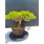 Żywe Drzewko Bonsai Jałowiec Rozesłany Procumbens 11-letni +GRATIS 538