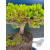 Żywe Drzewko Bonsai Jałowiec Rozesłany Procumbens 11-letni +GRATIS 538