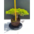 Żywe Drzewko Bonsai Jałowiec Rozesłany Procumbens 11-letni +GRATIS 538