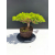 Żywe Drzewko Bonsai Jałowiec Rozesłany Procumbens 11-letni +GRATIS 538