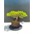 Żywe Drzewko Bonsai Jałowiec Rozesłany Procumbens 11-letni +GRATIS 538