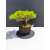Żywe Drzewko Bonsai Jałowiec Rozesłany Procumbens 11-letni +GRATIS 538