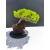 Żywe Drzewko Bonsai Jałowiec Rozesłany Procumbens 11-letni +GRATIS 538