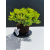 Żywe Drzewko Bonsai Jałowiec Rozesłany Procumbens 11-letni +GRATIS 538