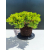 Żywe Drzewko Bonsai Jałowiec Rozesłany Procumbens 11-letni +GRATIS 538
