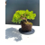 Żywe Drzewko Bonsai Jałowiec Rozesłany Procumbens 11-letni +GRATIS 538