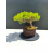 Żywe Drzewko Bonsai Jałowiec Rozesłany Procumbens 11-letni +GRATIS 538