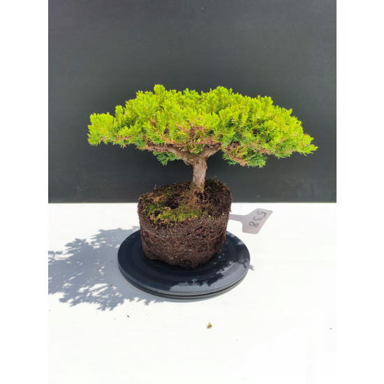 Żywe Drzewko Bonsai Jałowiec Rozesłany Procumbens 11-letni +GRATIS 538