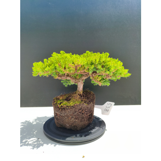 Żywe Drzewko Bonsai Jałowiec Rozesłany Procumbens 11-letni +GRATIS 538