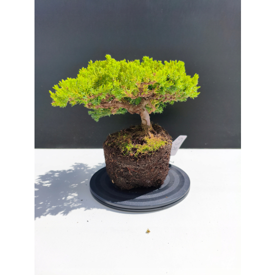 Żywe Drzewko Bonsai Jałowiec Rozesłany Procumbens 11-letni +GRATIS 538