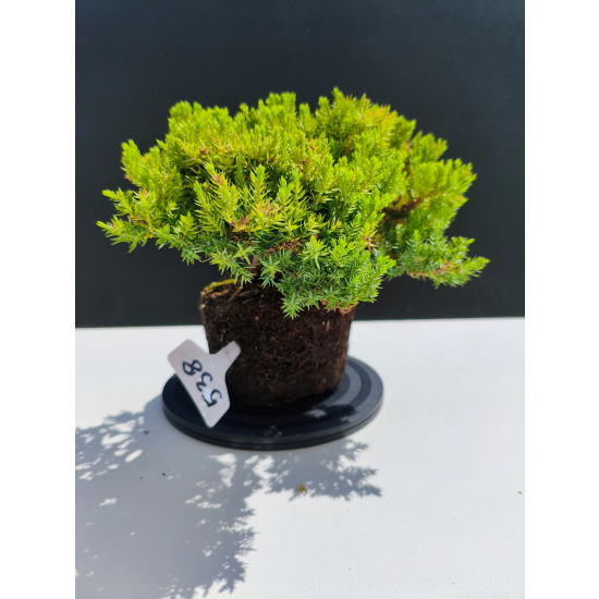 Żywe Drzewko Bonsai Jałowiec Rozesłany Procumbens 11-letni +GRATIS 538
