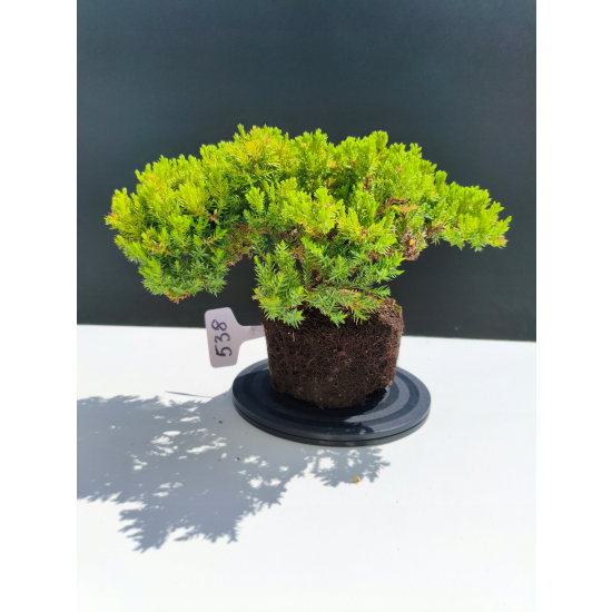 Żywe Drzewko Bonsai Jałowiec Rozesłany Procumbens 11-letni +GRATIS 538