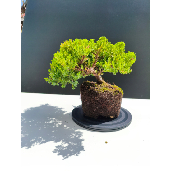 Żywe Drzewko Bonsai Jałowiec Rozesłany Procumbens 11-letni +GRATIS 538