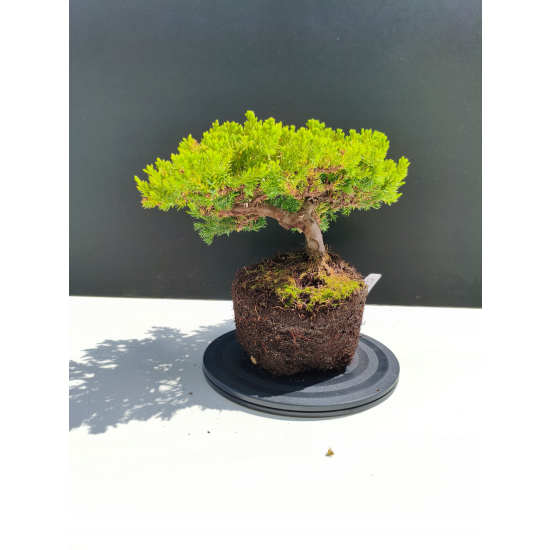 Żywe Drzewko Bonsai Jałowiec Rozesłany Procumbens 11-letni +GRATIS 538