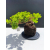 Żywe Drzewko Bonsai Jałowiec Rozesłany Procumbens 11-letni +GRATIS 522