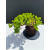 Żywe Drzewko Bonsai Jałowiec Rozesłany Procumbens 11-letni +GRATIS 522