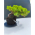 Żywe Drzewko Bonsai Jałowiec Rozesłany Procumbens 11-letni +GRATIS 522