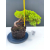 Żywe Drzewko Bonsai Jałowiec Rozesłany Procumbens 11-letni +GRATIS 522