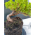 Żywe Drzewko Bonsai Jałowiec Rozesłany Procumbens 11-letni +GRATIS 522