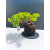 Żywe Drzewko Bonsai Jałowiec Rozesłany Procumbens 11-letni +GRATIS 522
