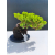 Żywe Drzewko Bonsai Jałowiec Rozesłany Procumbens 11-letni +GRATIS 522