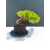 Żywe Drzewko Bonsai Jałowiec Rozesłany Procumbens 11-letni +GRATIS 522