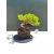 Żywe Drzewko Bonsai Jałowiec Rozesłany Procumbens 11-letni +GRATIS 522