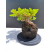 Żywe Drzewko Bonsai Jałowiec Rozesłany Procumbens 11-letni +GRATIS 522