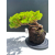 Żywe Drzewko Bonsai Jałowiec Rozesłany Procumbens 11-letni +GRATIS 522
