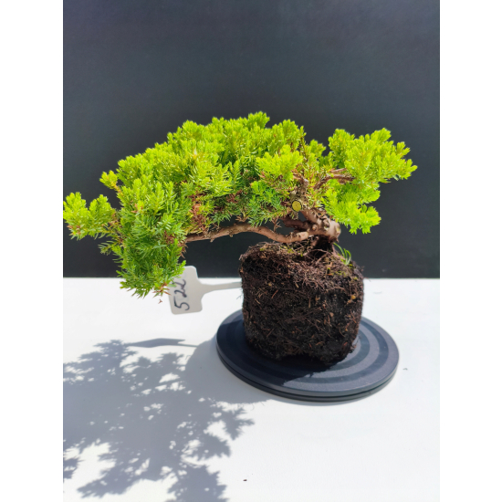 Żywe Drzewko Bonsai Jałowiec Rozesłany Procumbens 11-letni +GRATIS 522