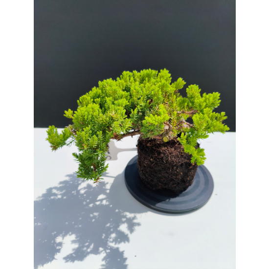 Żywe Drzewko Bonsai Jałowiec Rozesłany Procumbens 11-letni +GRATIS 522