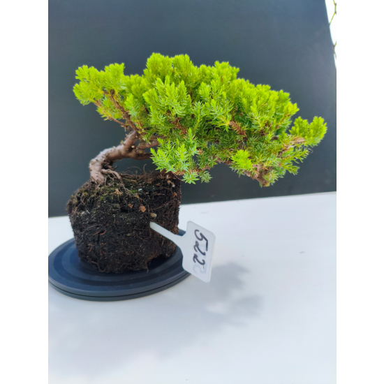 Żywe Drzewko Bonsai Jałowiec Rozesłany Procumbens 11-letni +GRATIS 522