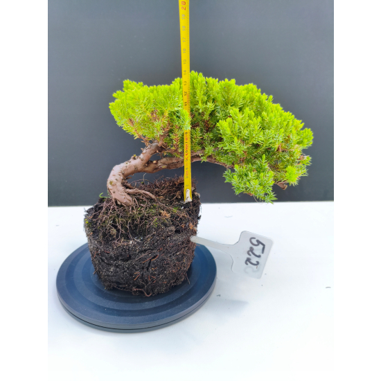 Żywe Drzewko Bonsai Jałowiec Rozesłany Procumbens 11-letni +GRATIS 522