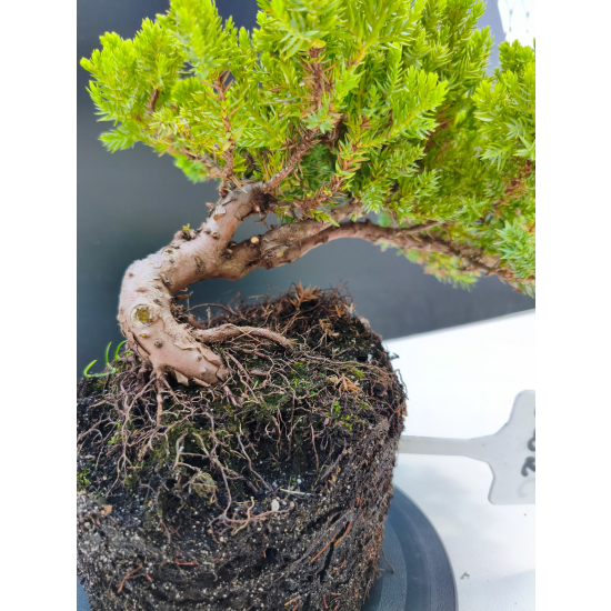 Żywe Drzewko Bonsai Jałowiec Rozesłany Procumbens 11-letni +GRATIS 522