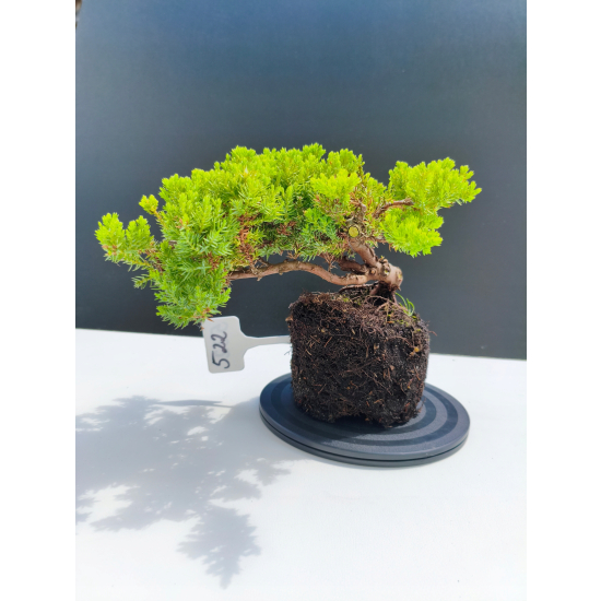 Żywe Drzewko Bonsai Jałowiec Rozesłany Procumbens 11-letni +GRATIS 522