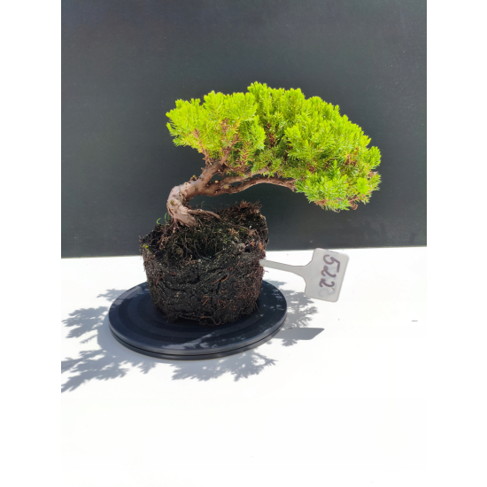 Żywe Drzewko Bonsai Jałowiec Rozesłany Procumbens 11-letni +GRATIS 522