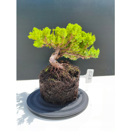 Żywe Drzewko Bonsai Jałowiec Rozesłany Procumbens 11-letni +GRATIS 522