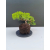 Żywe Drzewko Bonsai Jałowiec Rozesłany Procumbens 11-letni +GRATIS 542
