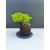 Żywe Drzewko Bonsai Jałowiec Rozesłany Procumbens 11-letni +GRATIS 542