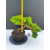 Żywe Drzewko Bonsai Jałowiec Rozesłany Procumbens 11-letni +GRATIS 542