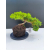 Żywe Drzewko Bonsai Jałowiec Rozesłany Procumbens 11-letni +GRATIS 542