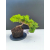 Żywe Drzewko Bonsai Jałowiec Rozesłany Procumbens 11-letni +GRATIS 542
