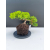 Żywe Drzewko Bonsai Jałowiec Rozesłany Procumbens 11-letni +GRATIS 542