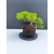 Żywe Drzewko Bonsai Jałowiec Rozesłany Procumbens 11-letni +GRATIS 542