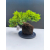 Żywe Drzewko Bonsai Jałowiec Rozesłany Procumbens 11-letni +GRATIS 542