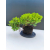Żywe Drzewko Bonsai Jałowiec Rozesłany Procumbens 11-letni +GRATIS 542