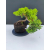Żywe Drzewko Bonsai Jałowiec Rozesłany Procumbens 11-letni +GRATIS 542