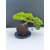 Żywe Drzewko Bonsai Jałowiec Rozesłany Procumbens 11-letni +GRATIS 542